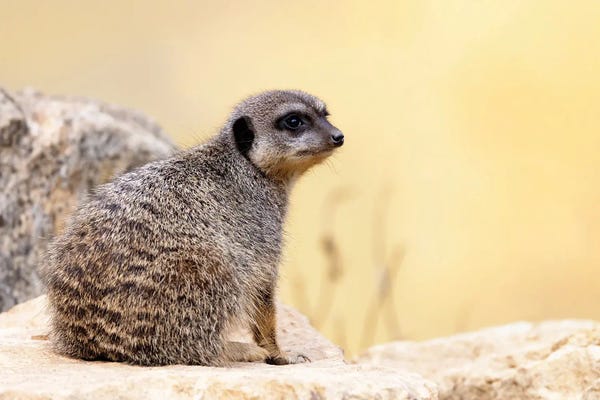 Jane Rix: Young Meerkat by Jane Rix
