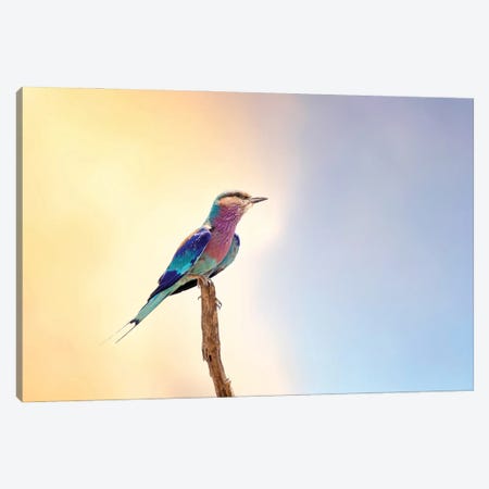 Lilac-Breasted Roller, Kruger Canvas Print #JRX229} by Jane Rix Canvas Print