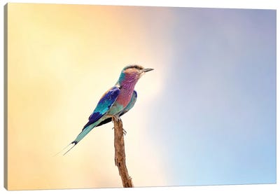Lilac-Breasted Roller, Kruger Canvas Art Print - South Africa