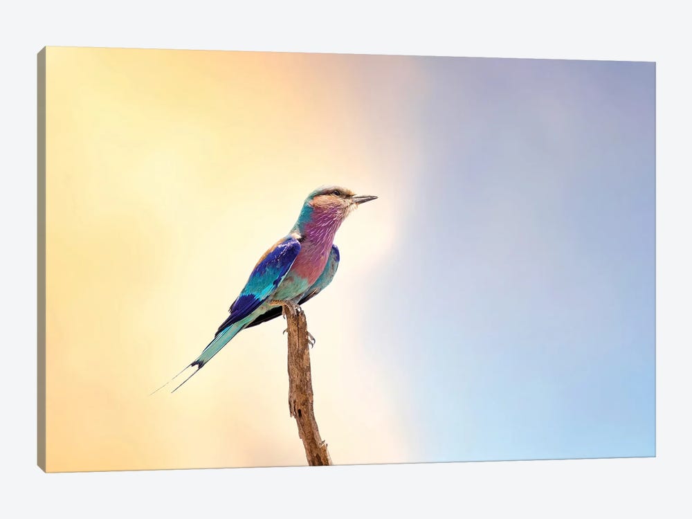Lilac-Breasted Roller, Kruger by Jane Rix 1-piece Canvas Art
