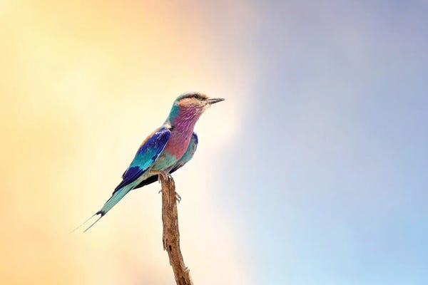 South Africa: Lilac-Breasted Roller, Kruger by Jane Rix