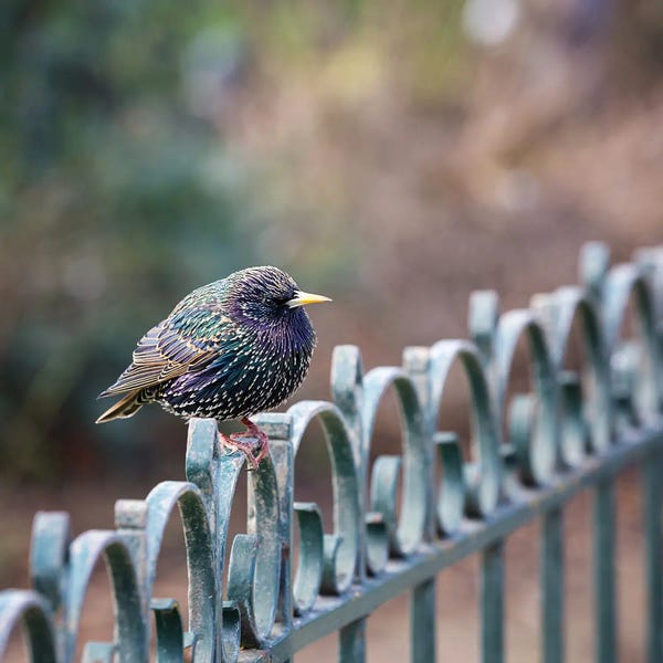 Gates: Juvenile Male Starling by Jane Rix