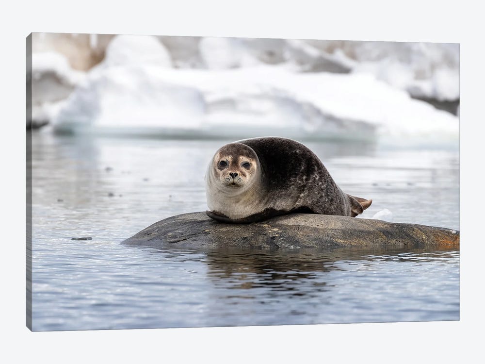 Harbour Seal, Svalbard by Jane Rix 1-piece Art Print
