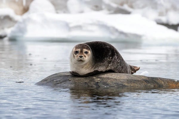 Jane Rix: Harbour Seal, Svalbard by Jane Rix