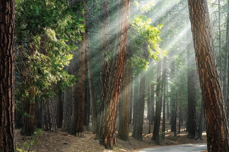 Ponderosa Pine Forest In Sunlight, Yosemite