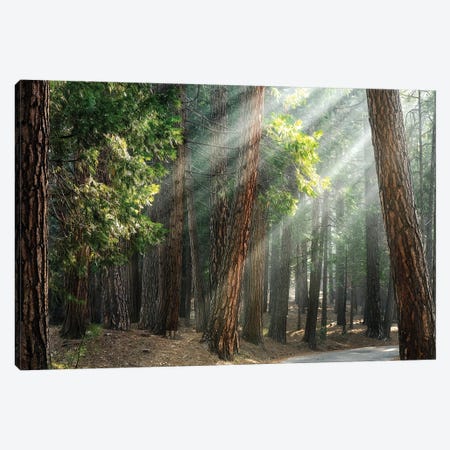 Ponderosa Pine Forest In Sunlight, Yosemite Canvas Print #JRX234} by Jane Rix Art Print