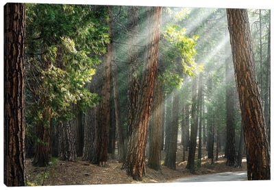 Ponderosa Pine Forest In Sunlight, Yosemite Canvas Art Print - Jane Rix