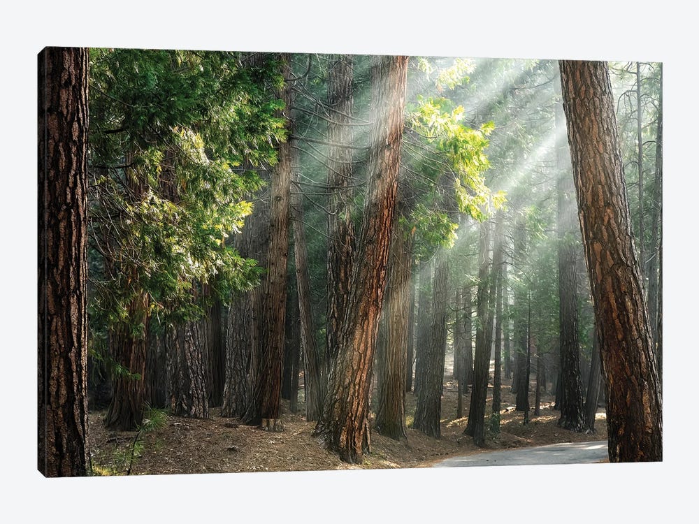 Ponderosa Pine Forest In Sunlight, Yosemite by Jane Rix 1-piece Canvas Art