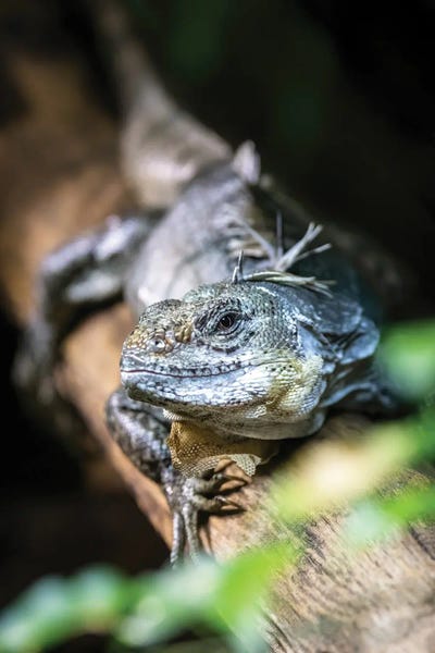 Utila Spiny-Tailed Iguana by Jane Rix framed canvas print