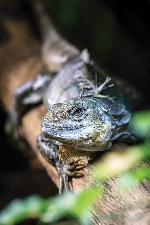 Utila Spiny-Tailed Iguana