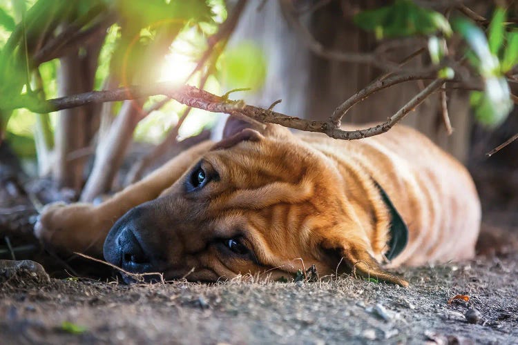 Shar Pei In The Shade