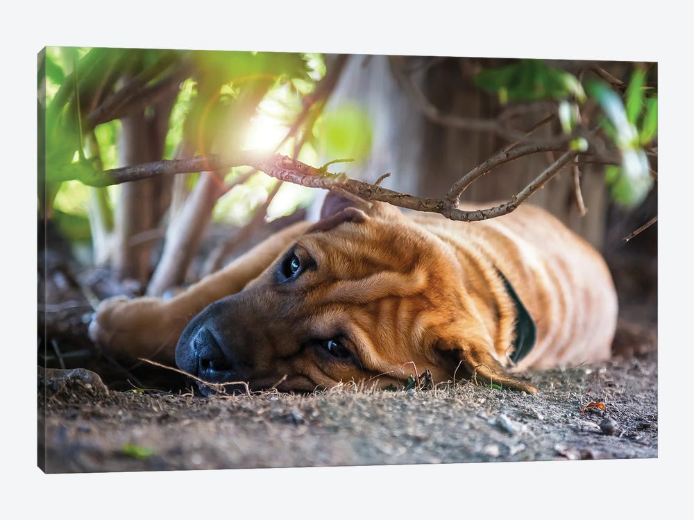 Shar Pei In The Shade by Jane Rix 1-piece Canvas Art Print