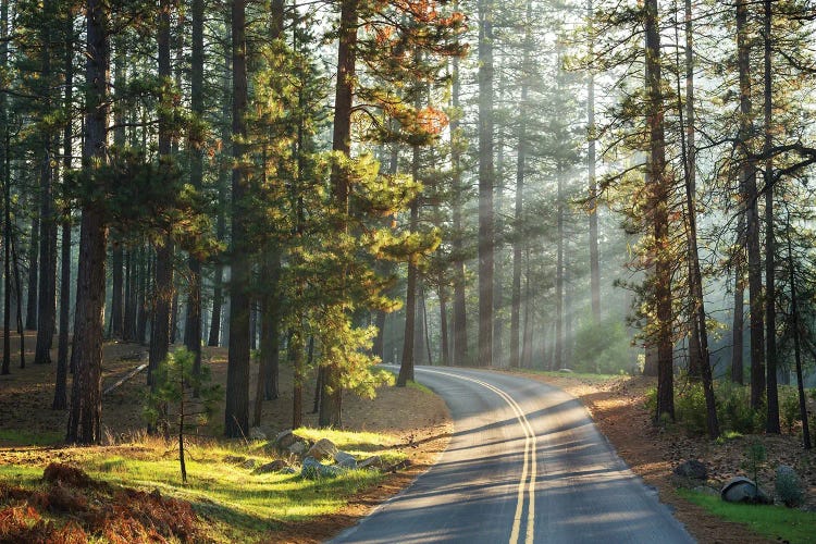 Road Through Mariposa Grove, Yosemite