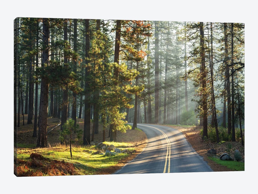 Road Through Mariposa Grove, Yosemite by Jane Rix 1-piece Canvas Art Print