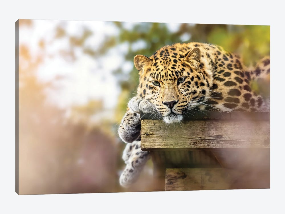 Amur Leopard In Sunlight by Jane Rix 1-piece Canvas Print