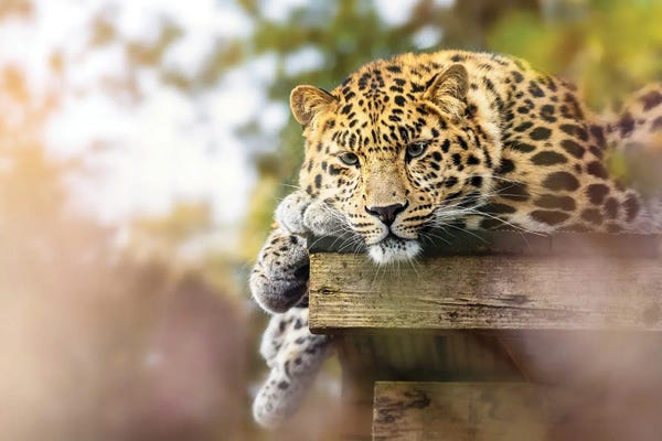 Leopards: Amur Leopard In Sunlight by Jane Rix