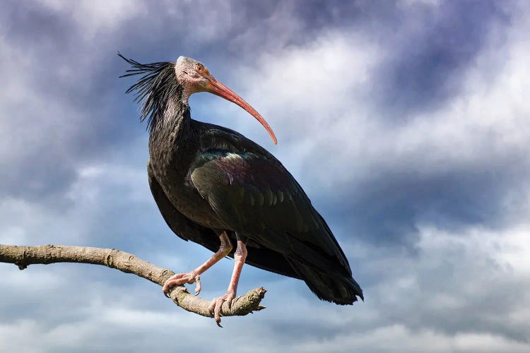 Northern Bald Ibis And Stormy Sky