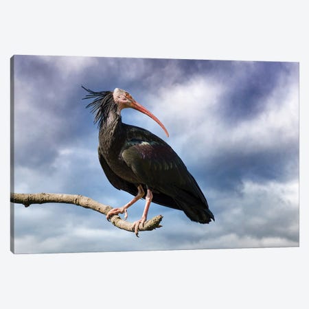 Northern Bald Ibis And Stormy Sky Canvas Print #JRX249} by Jane Rix Art Print