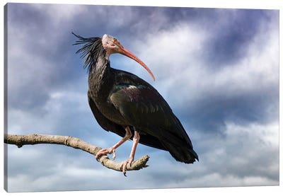 Northern Bald Ibis And Stormy Sky Canvas Art Print