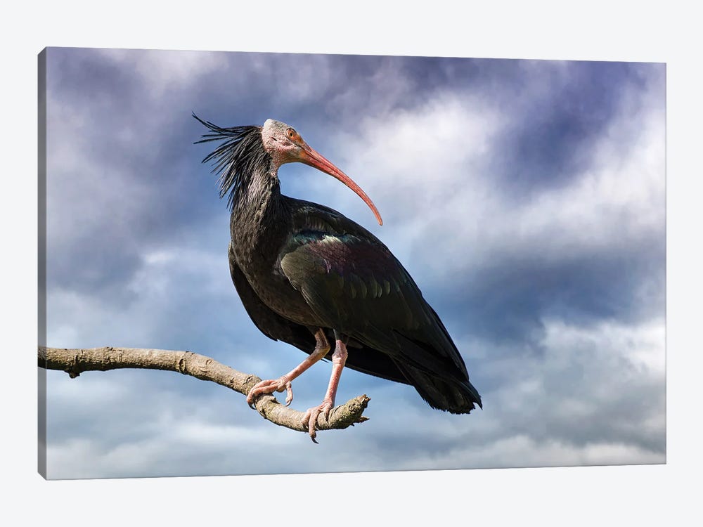 Northern Bald Ibis And Stormy Sky by Jane Rix 1-piece Canvas Artwork