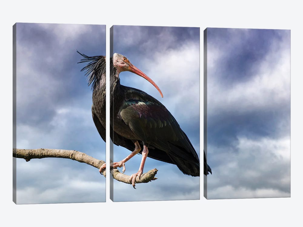 Northern Bald Ibis And Stormy Sky by Jane Rix 3-piece Canvas Wall Art