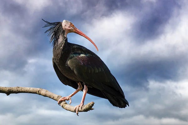 Ibises: Northern Bald Ibis And Stormy Sky by Jane Rix