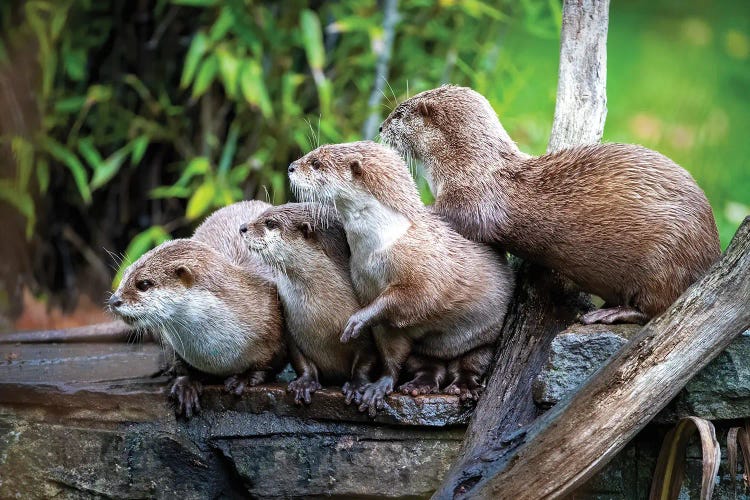 A Group Of Asian Small-Clawed Otters Huddled Together