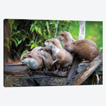 A Group Of Asian Small-Clawed Otters Huddled Together Canvas Print #JRX260} by Jane Rix Canvas Art Print