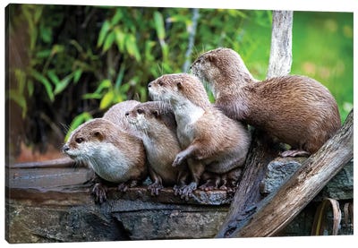 A Group Of Asian Small-Clawed Otters Huddled Together Canvas Art Print - Otter Art