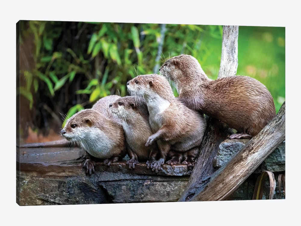 A Group Of Asian Small-Clawed Otters Huddled Together by Jane Rix 1-piece Art Print