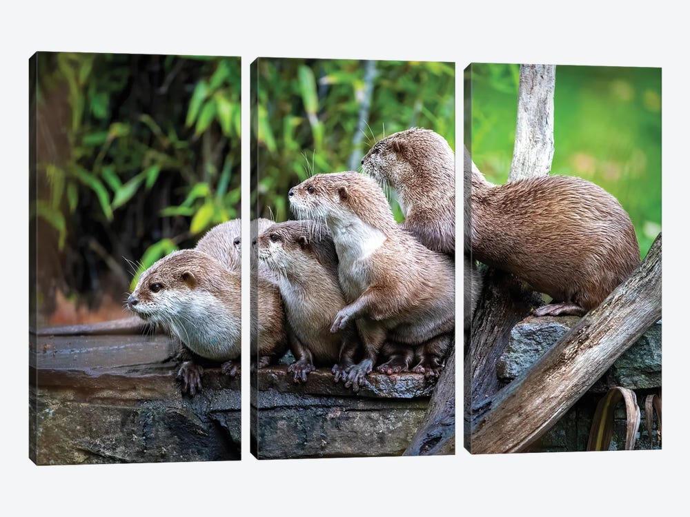 A Group Of Asian Small-Clawed Otters Huddled Together by Jane Rix 3-piece Art Print