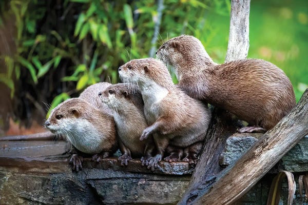 Otters: A Group Of Asian Small-Clawed Otters Huddled Together by Jane Rix