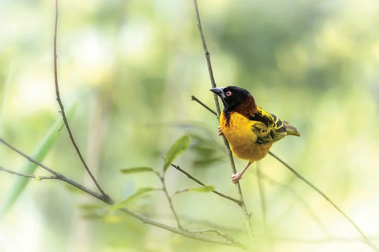 Male Black-Headed Weaver Bird