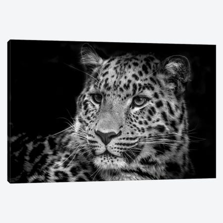 Amur Leopard Black And White Low Key Portrait Canvas Print #JRX263} by Jane Rix Canvas Art Print