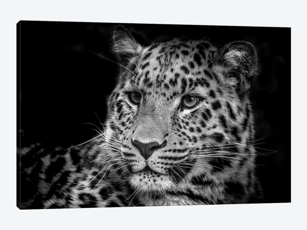 Amur Leopard Black And White Low Key Portrait by Jane Rix 1-piece Canvas Artwork