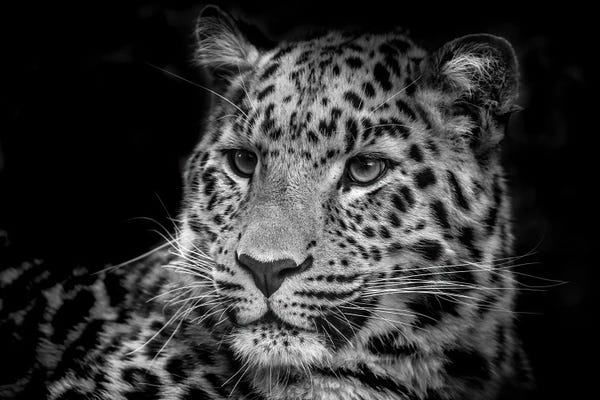 Leopards: Amur Leopard Black And White Low Key Portrait by Jane Rix