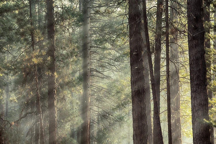 Yosemite Pines In Sunlight, USA