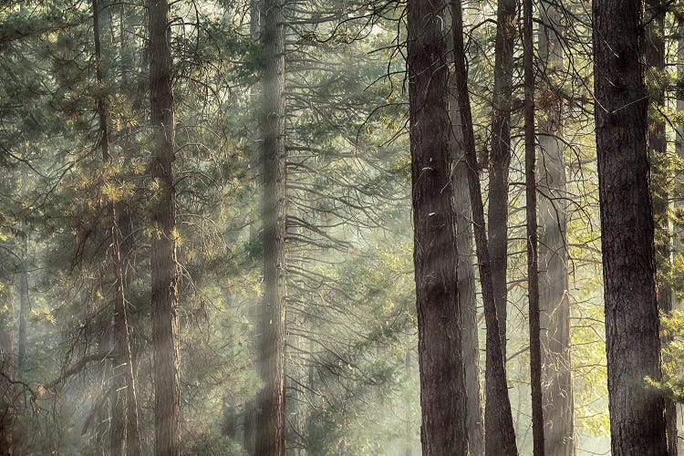 Yosemite Pines In Sunlight, USA by Jane Rix wall art