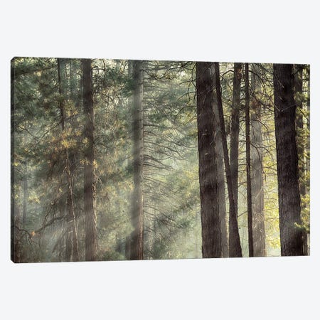 Yosemite Pines In Sunlight, USA Canvas Print #JRX265} by Jane Rix Canvas Artwork
