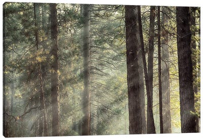 Yosemite Pines In Sunlight, USA Canvas Art Print - Yosemite National Park Art