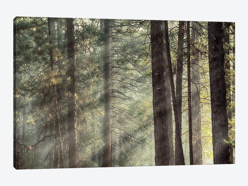 Yosemite Pines In Sunlight, USA by Jane Rix 1-piece Canvas Art