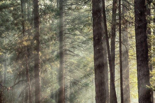 Jane Rix: Yosemite Pines In Sunlight, USA by Jane Rix
