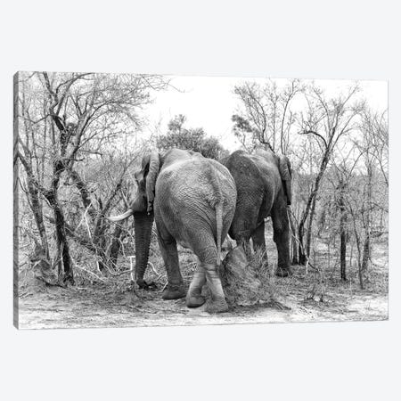 Elephants In Kruger, Black And White Canvas Print #JRX26} by Jane Rix Art Print