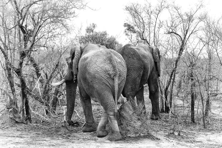 Elephants In Kruger, Black And White