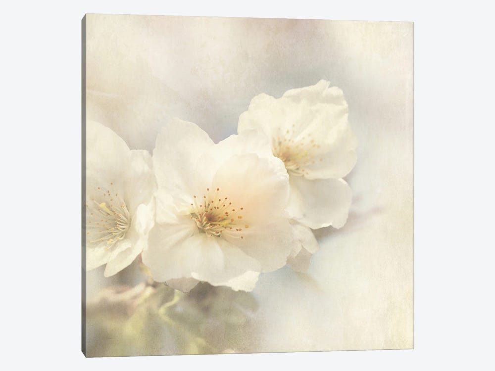 Cherry Blossoms by Jane Rix 1-piece Canvas Wall Art