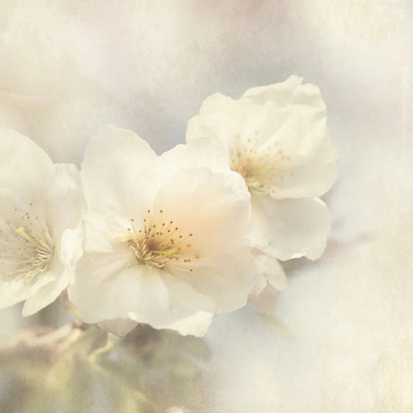 Jane Rix: Cherry Blossoms by Jane Rix
