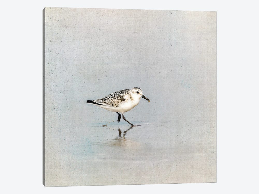 Sanderling In The Shallows by Jane Rix 1-piece Canvas Print
