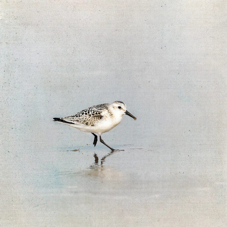 Sanderling In The Shallows