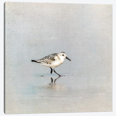 Sanderling In The Shallows Canvas Print #JRX273} by Jane Rix Canvas Wall Art