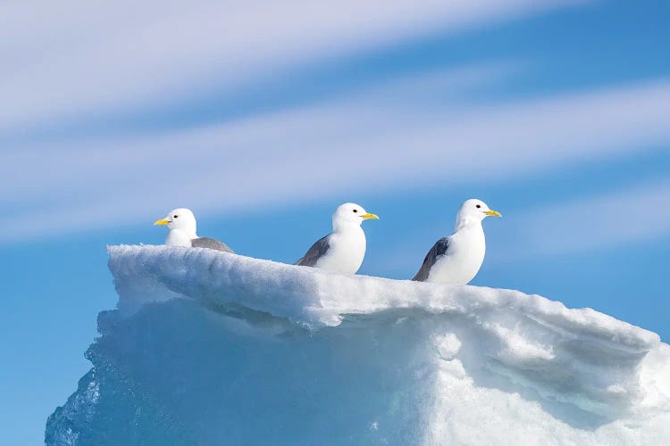 Kittiwakes On A Snow-Covered Iceberg, Svalbard